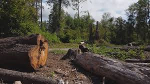 Best Tree Maintenance Programs  in North East, MD