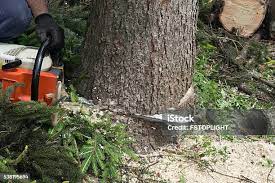 Best Root Management and Removal  in North East, MD