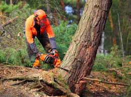 Best Soil Testing and Treatment  in North East, MD