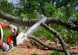 Best Lawn Grading and Leveling  in North East, MD
