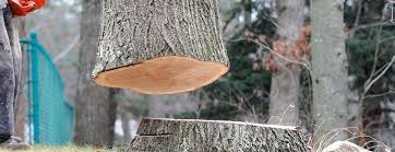 Best Fruit Tree Pruning  in North East, MD