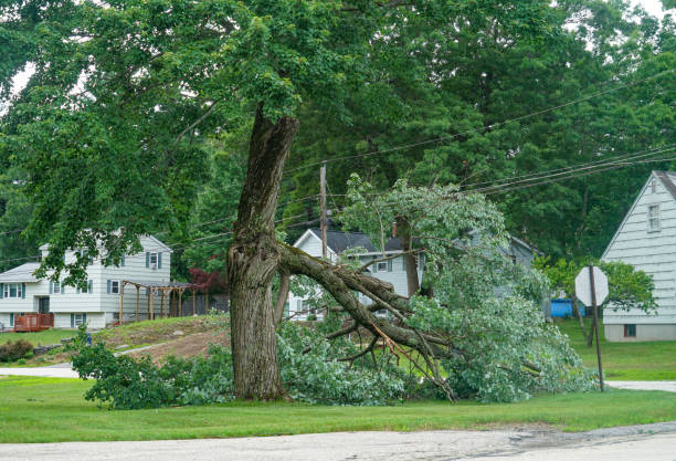 Best Storm Damage Tree Cleanup  in North East, MD