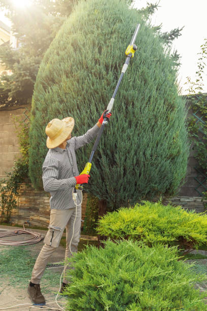 Best Tree Health Inspection  in North East, MD