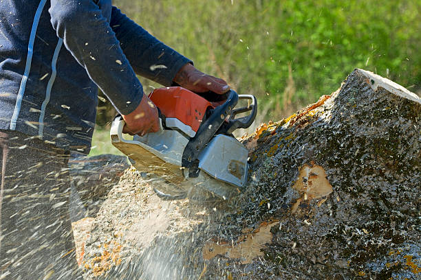 Best Tree Risk Assessment  in North East, MD