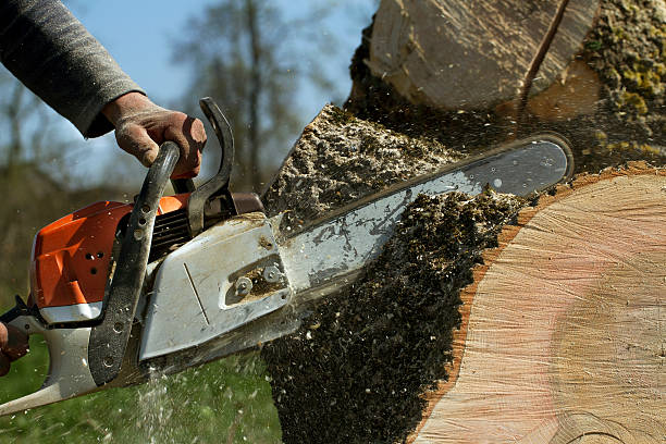 Best Lot and Land Clearing  in North East, MD